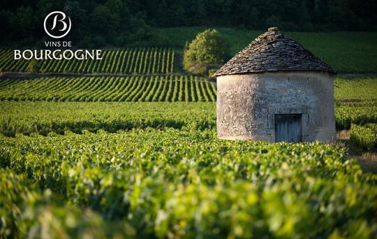 Bourgogne Wines