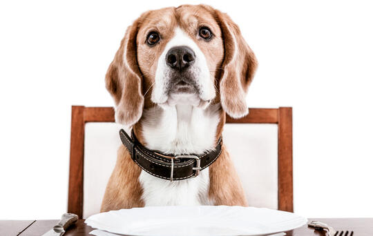 fidelización de clientes en restaurantes dog friendly. Foto de perro sentado a la mesa esperando con plato y cubiertos