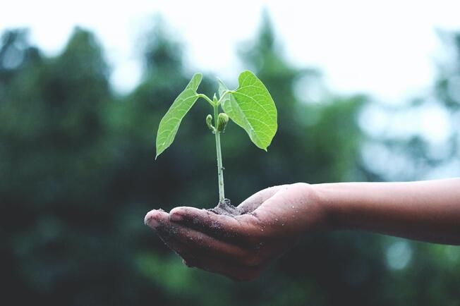 seed growing in a hand