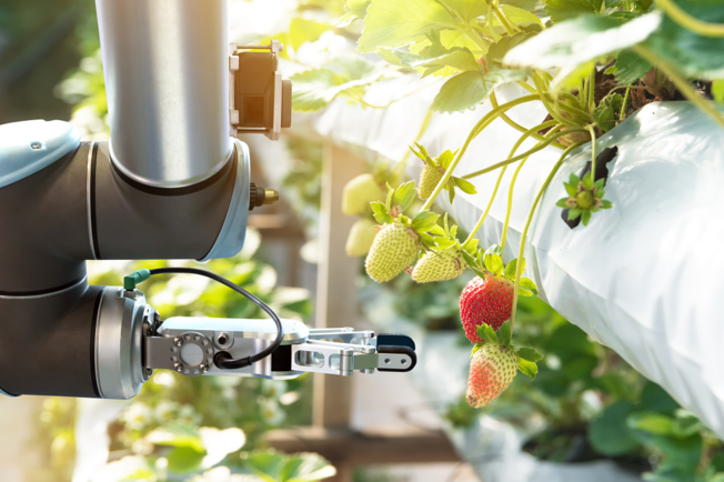 strawberry robot